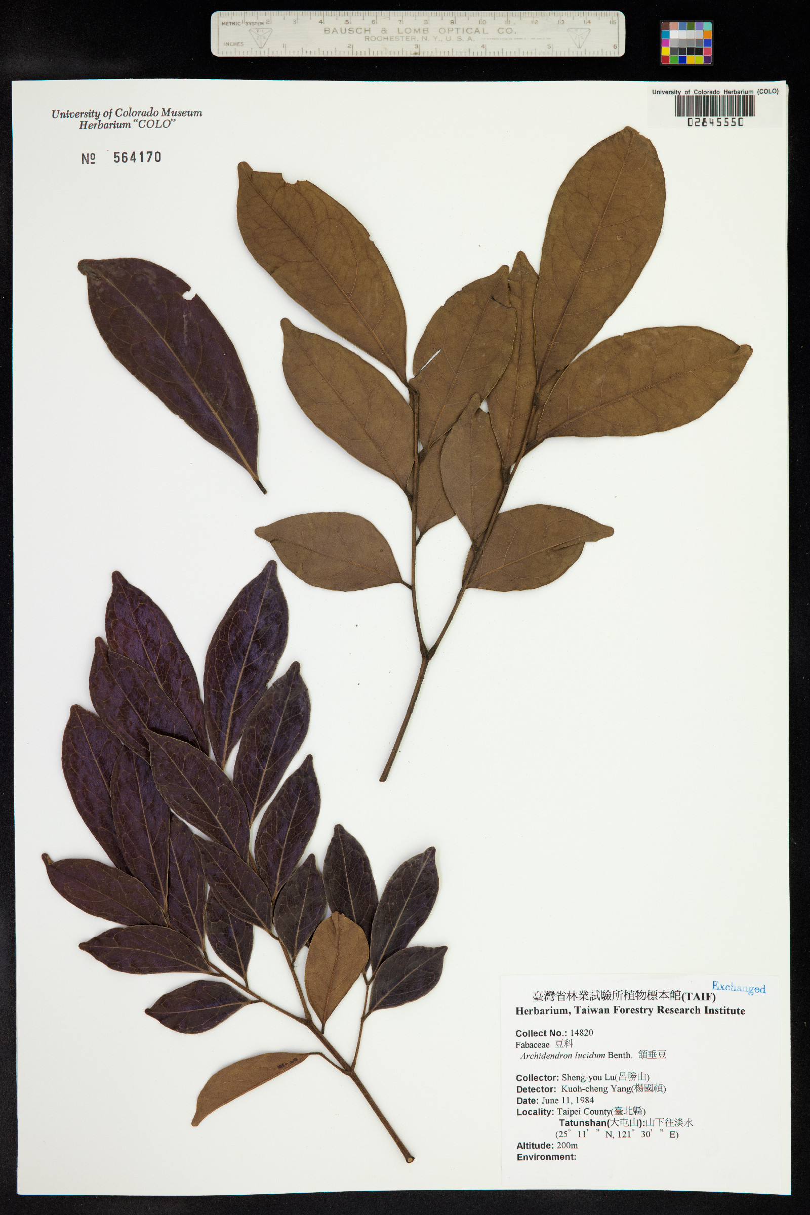 Archidendron lucidum image