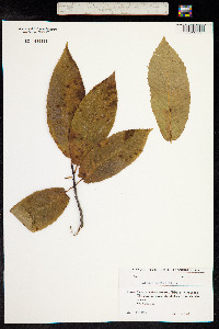 Castanea sativa image