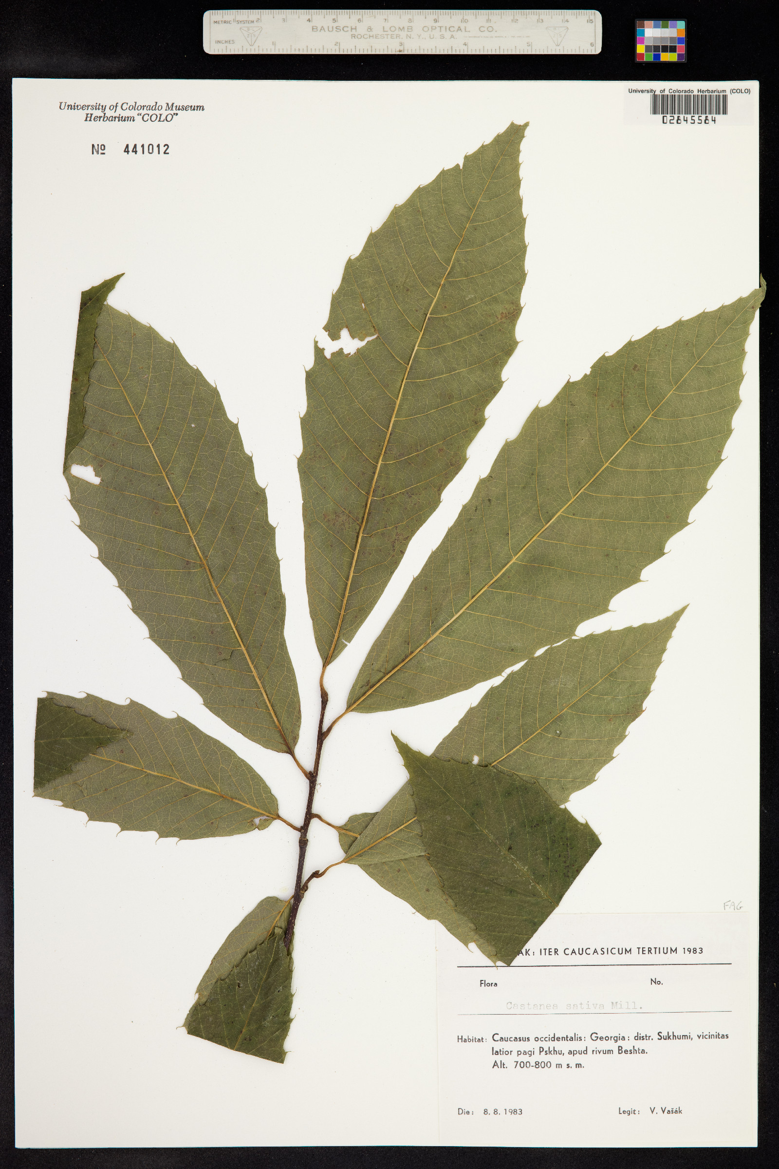 Castanea sativa image