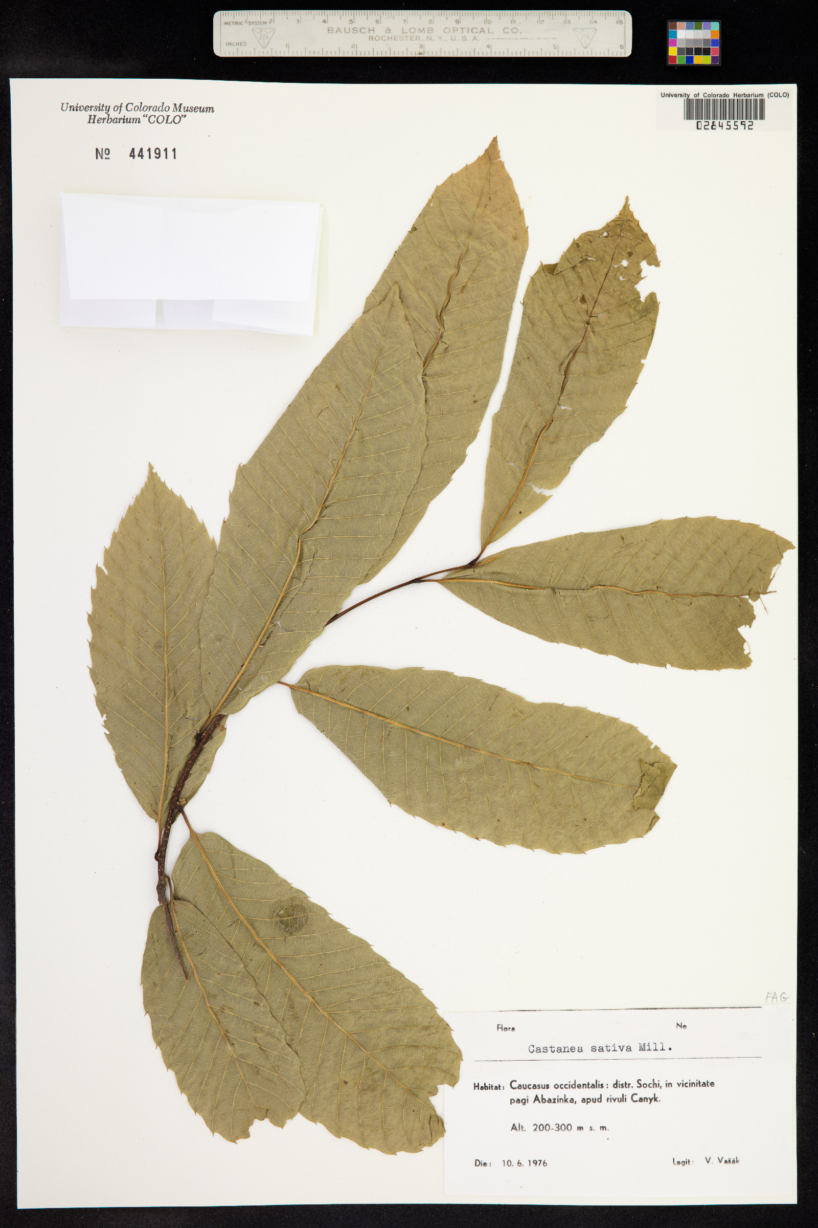 Castanea sativa image