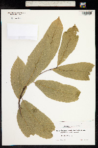 Castanea sativa image