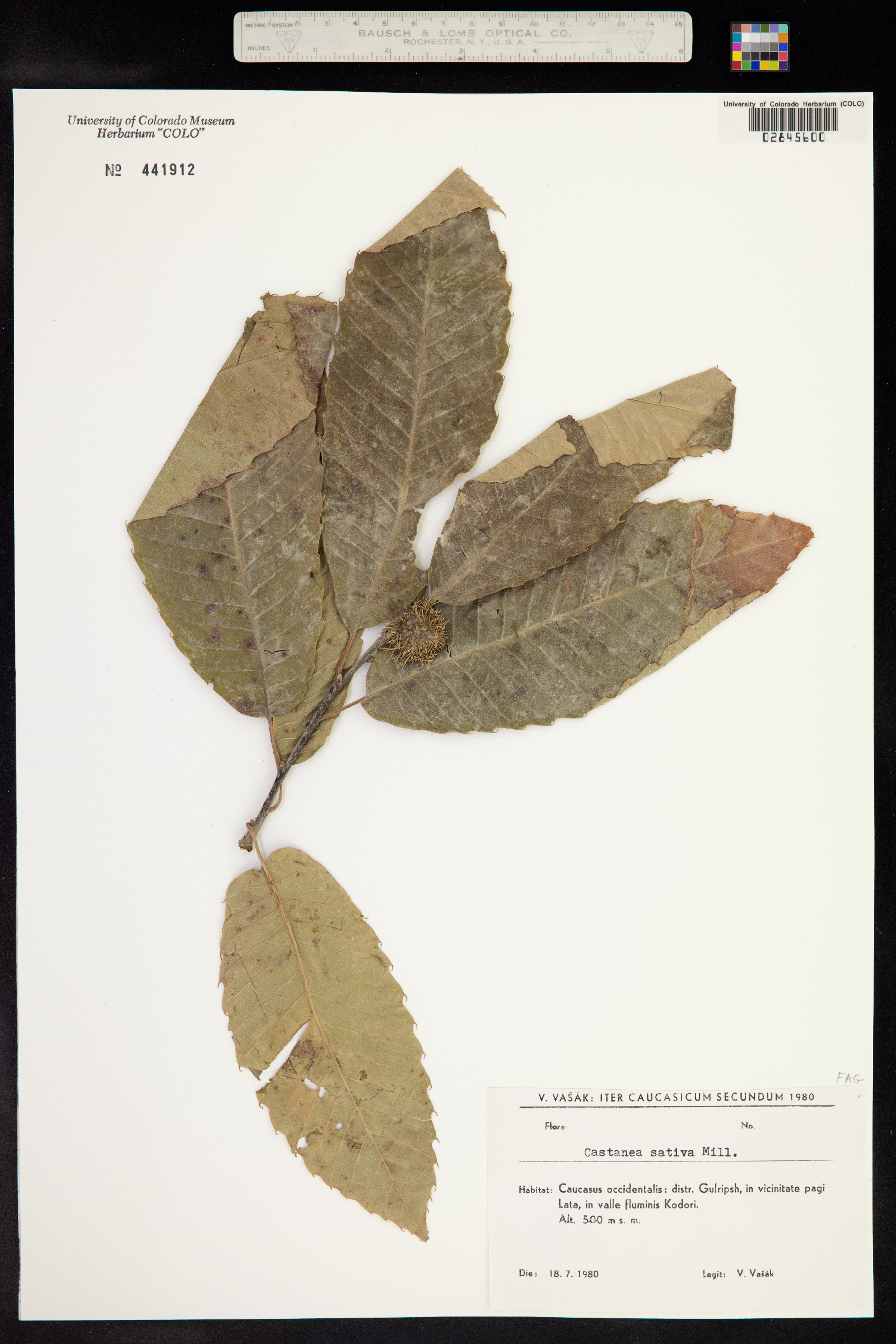 Castanea sativa image