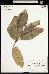 Castanea sativa image