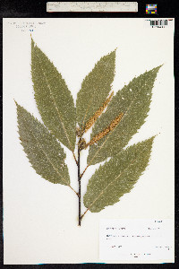 Castanea sativa image