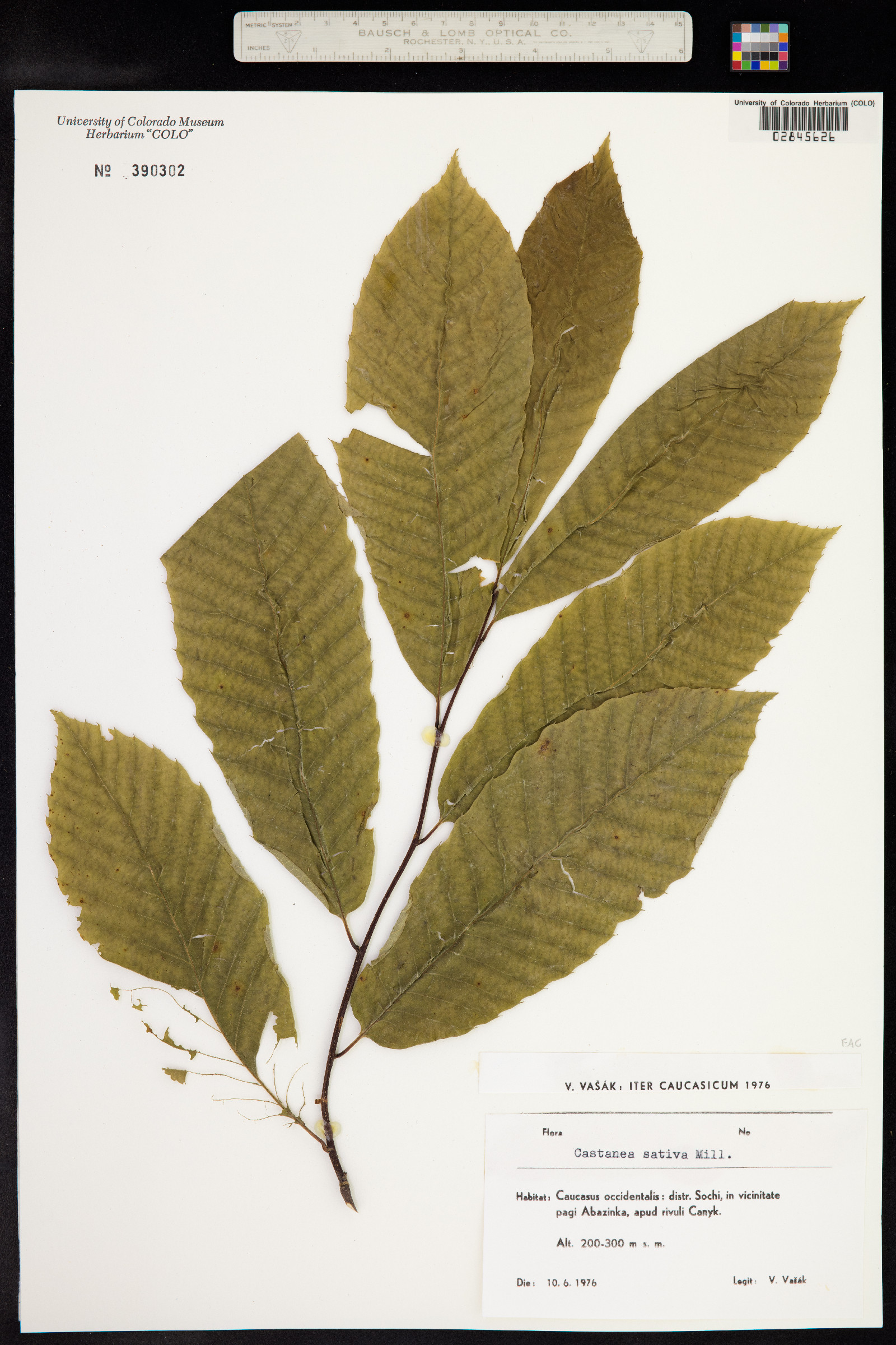 Castanea image