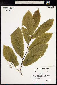 Castanea sativa image