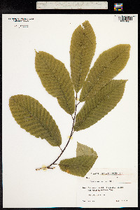 Castanea sativa image