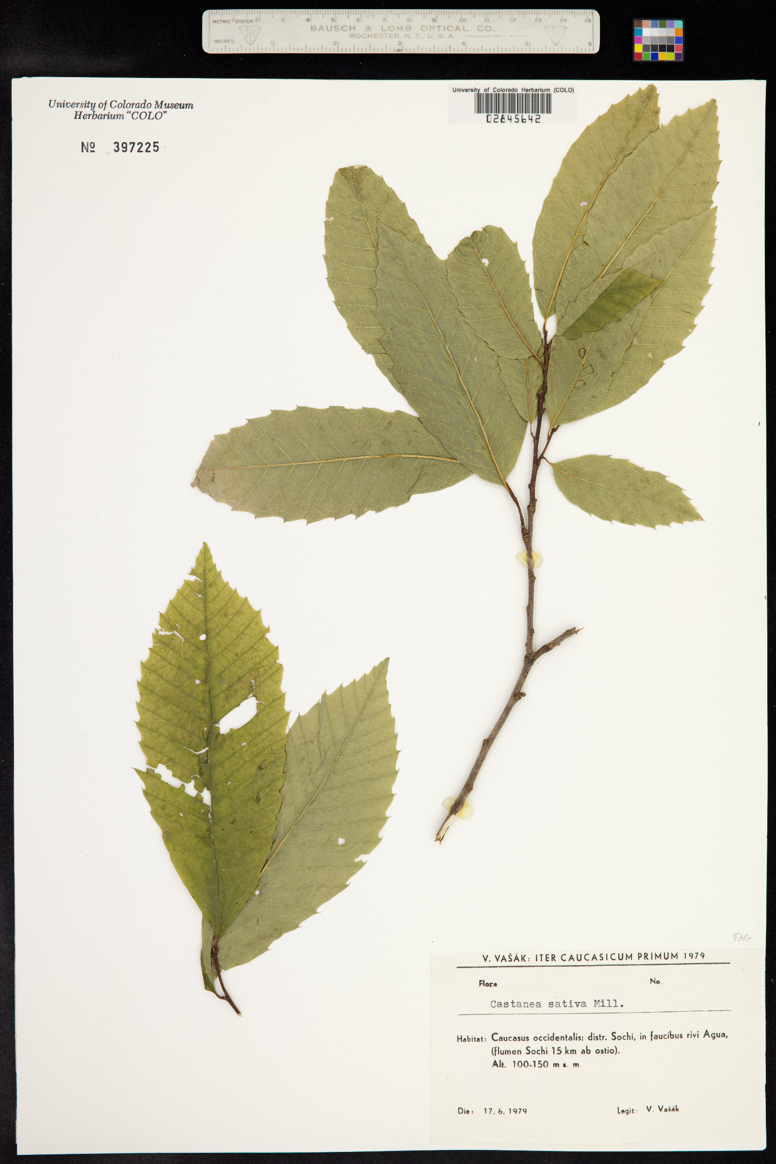 Castanea sativa image