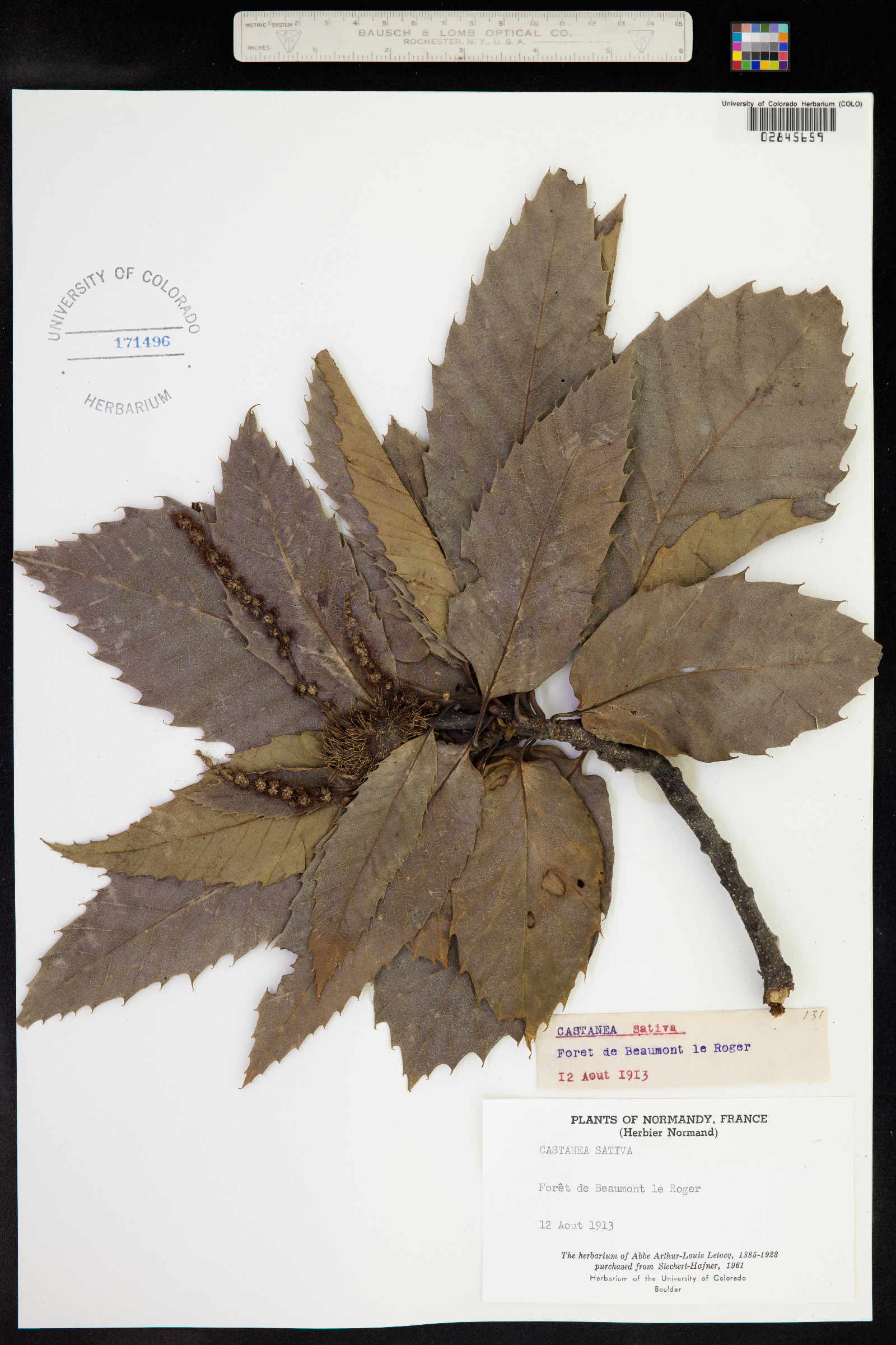 Castanea sativa image