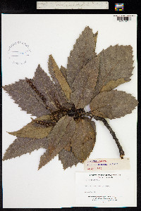 Castanea sativa image