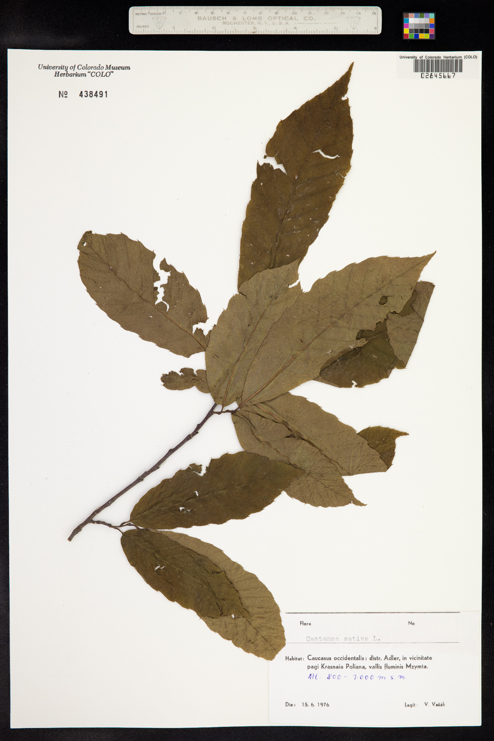 Castanea image