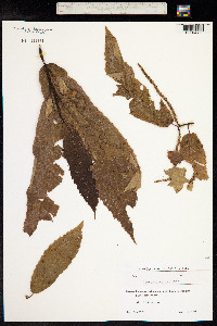 Castanea sativa image