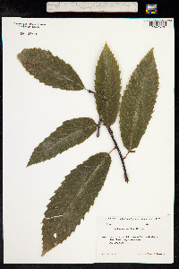 Castanea sativa image