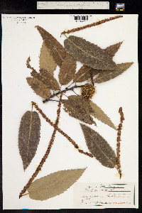 Castanea sativa image