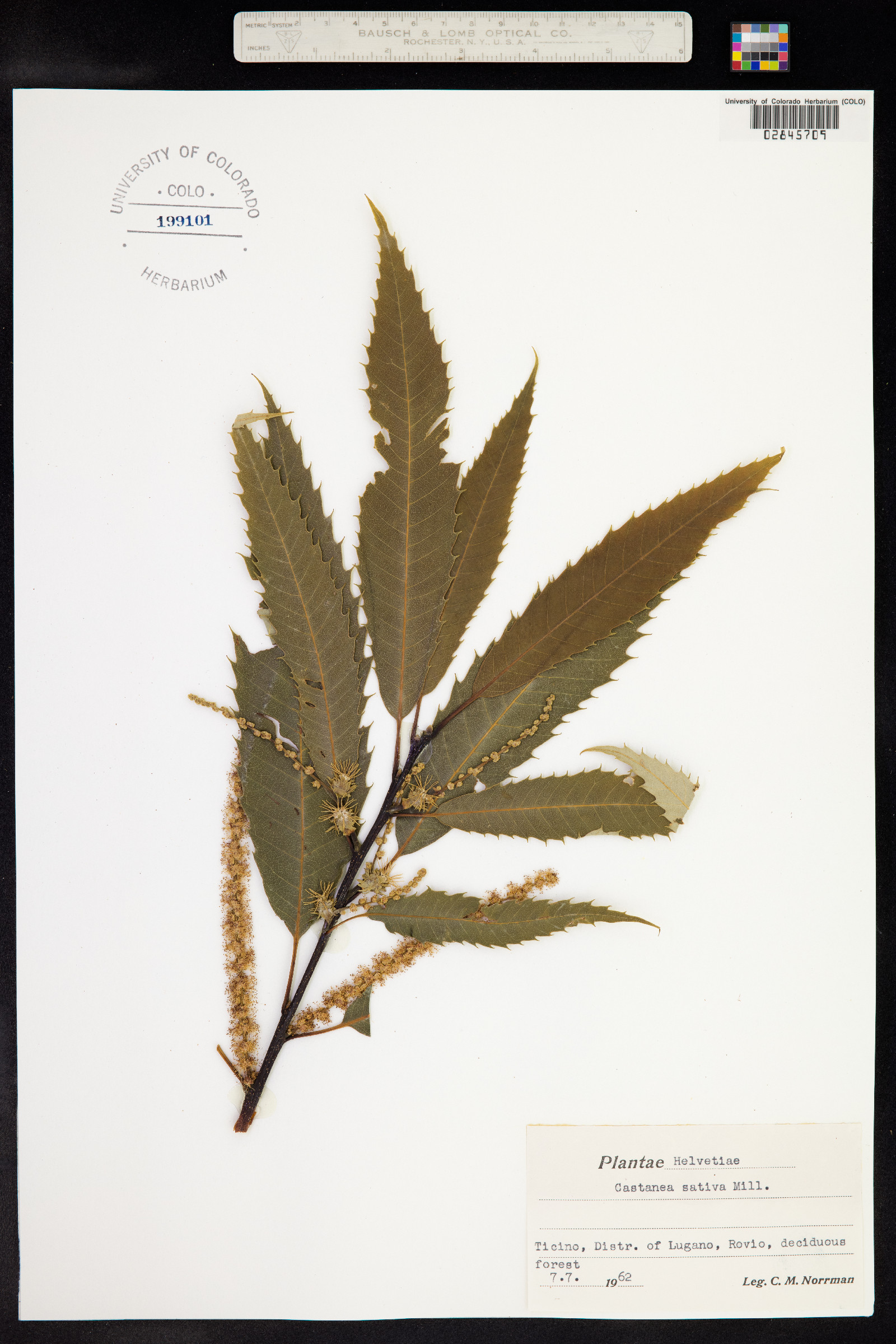 Castanea sativa image