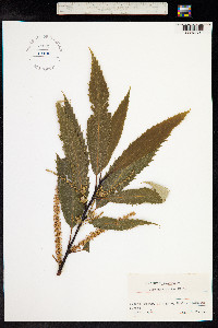 Castanea sativa image