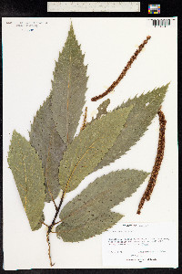 Castanea sativa image