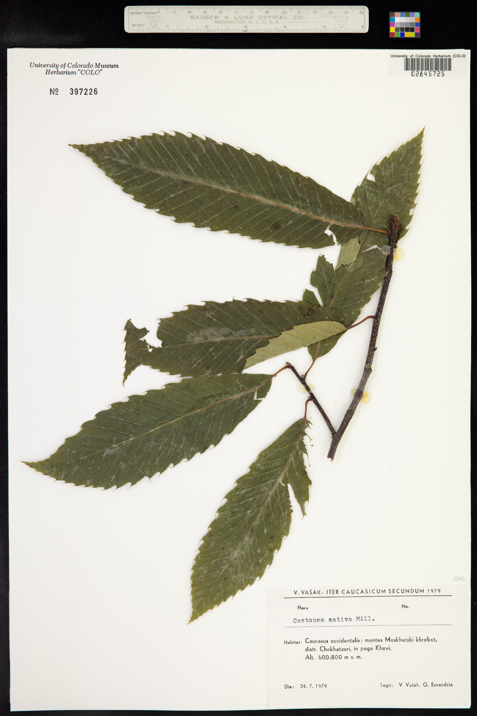 Castanea sativa image