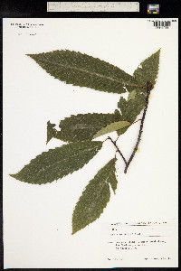 Castanea sativa image