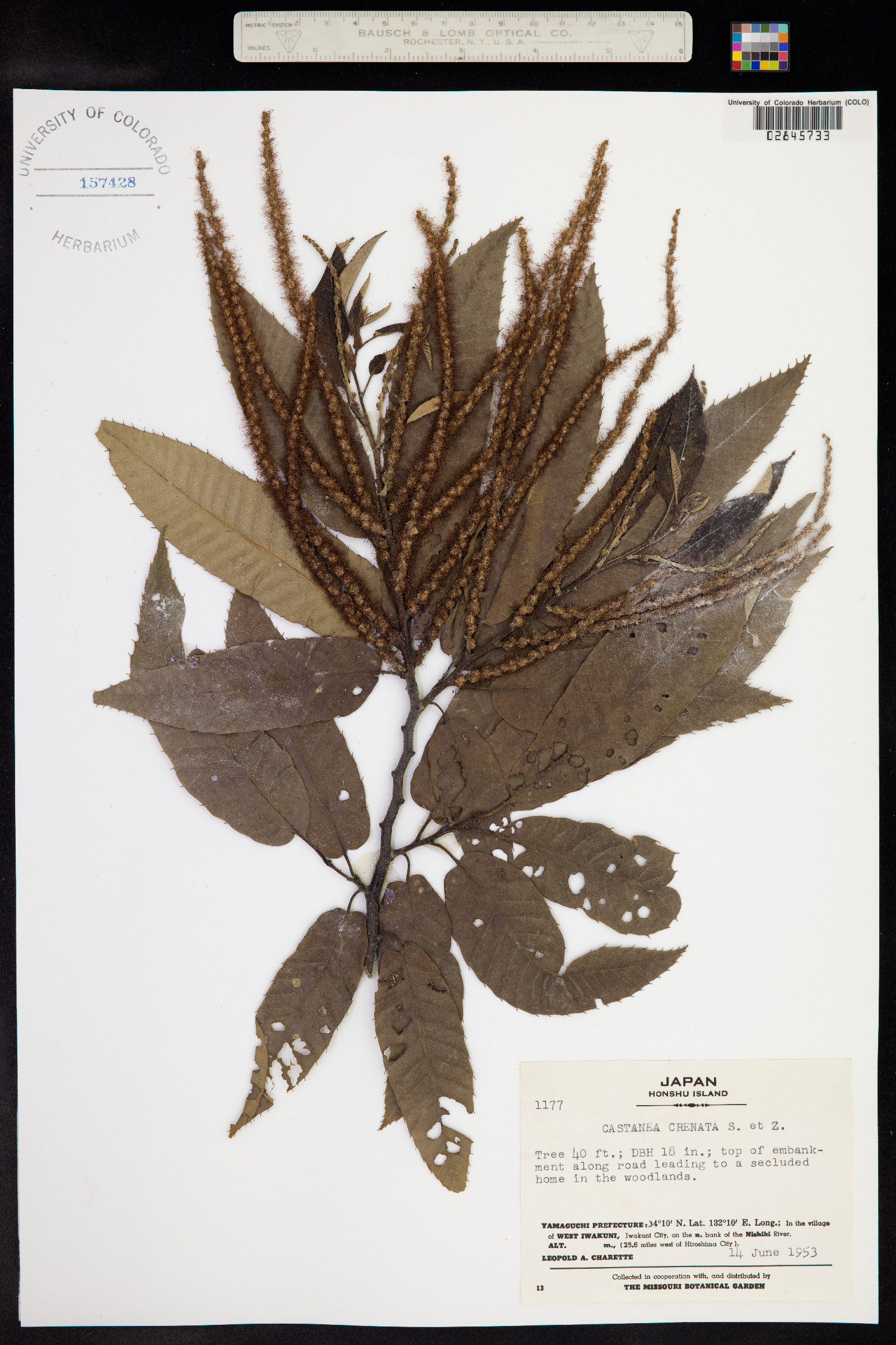 Castanea crenata image