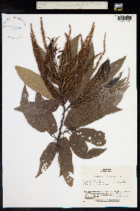 Image of Castanea crenata