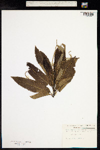 Castanea sativa image