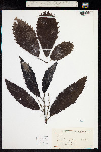 Castanea sativa image