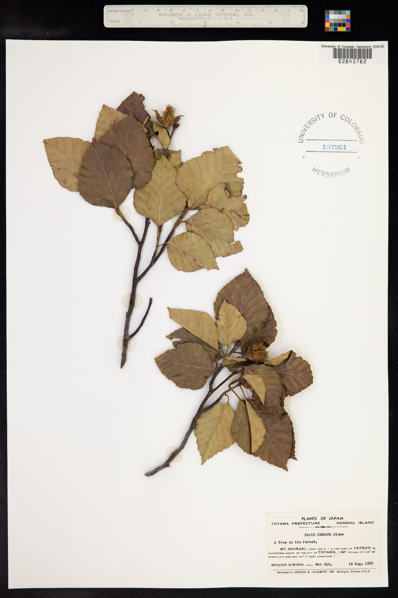 Fagus crenata image