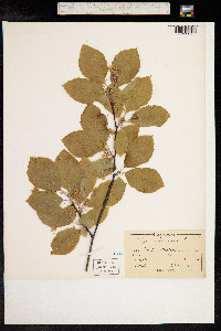 Fagus sylvatica image