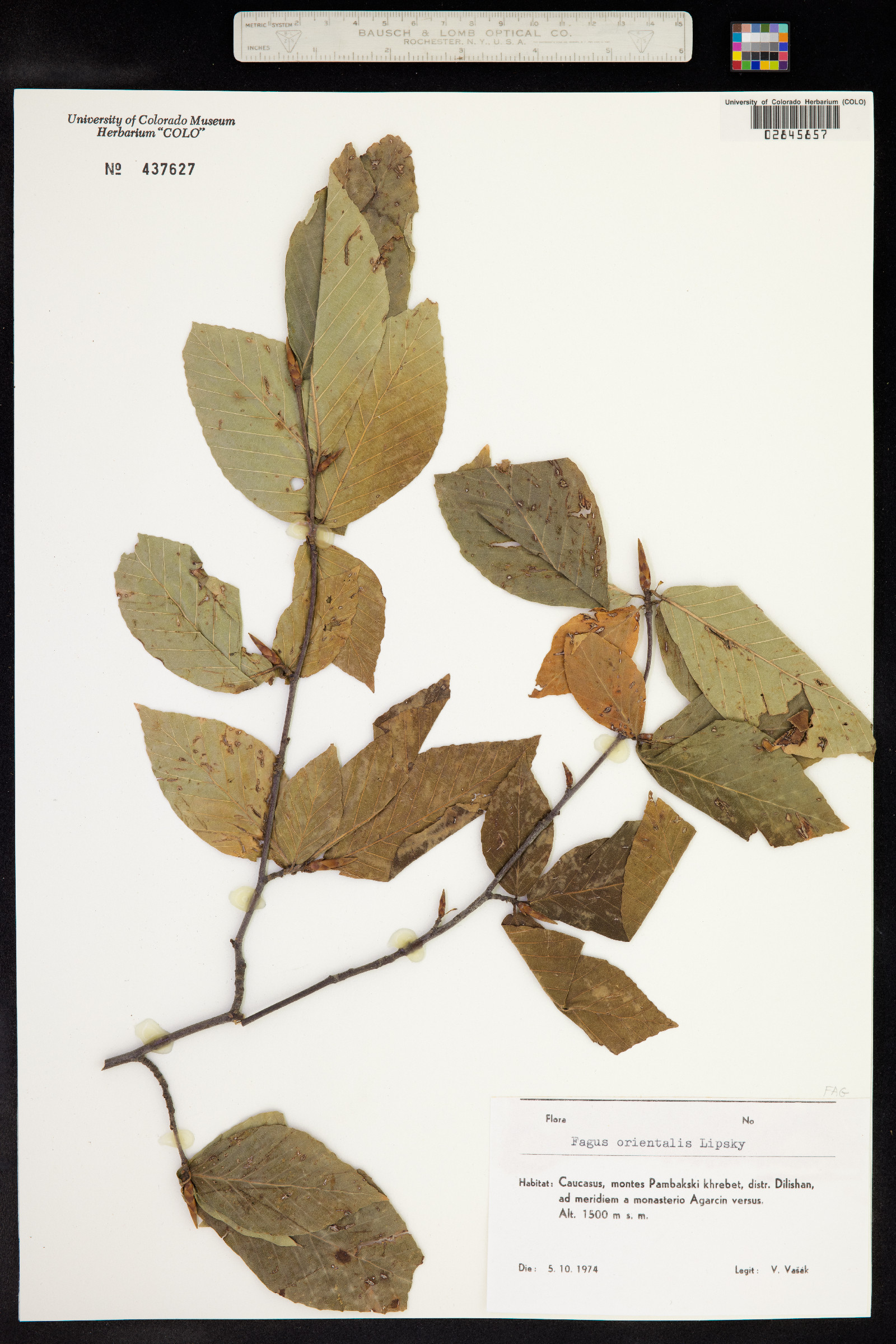 Fagus orientalis image