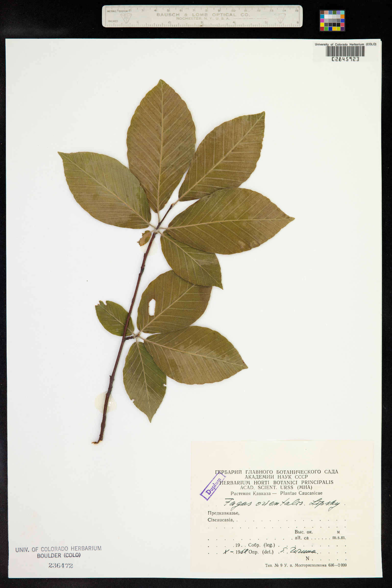 Fagus orientalis image