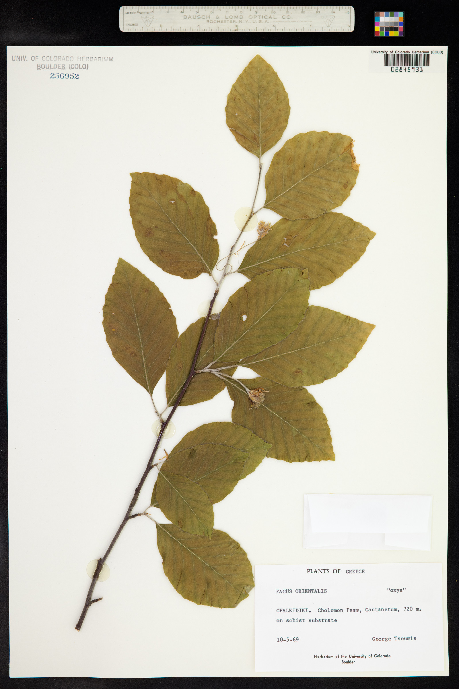 Fagus orientalis image