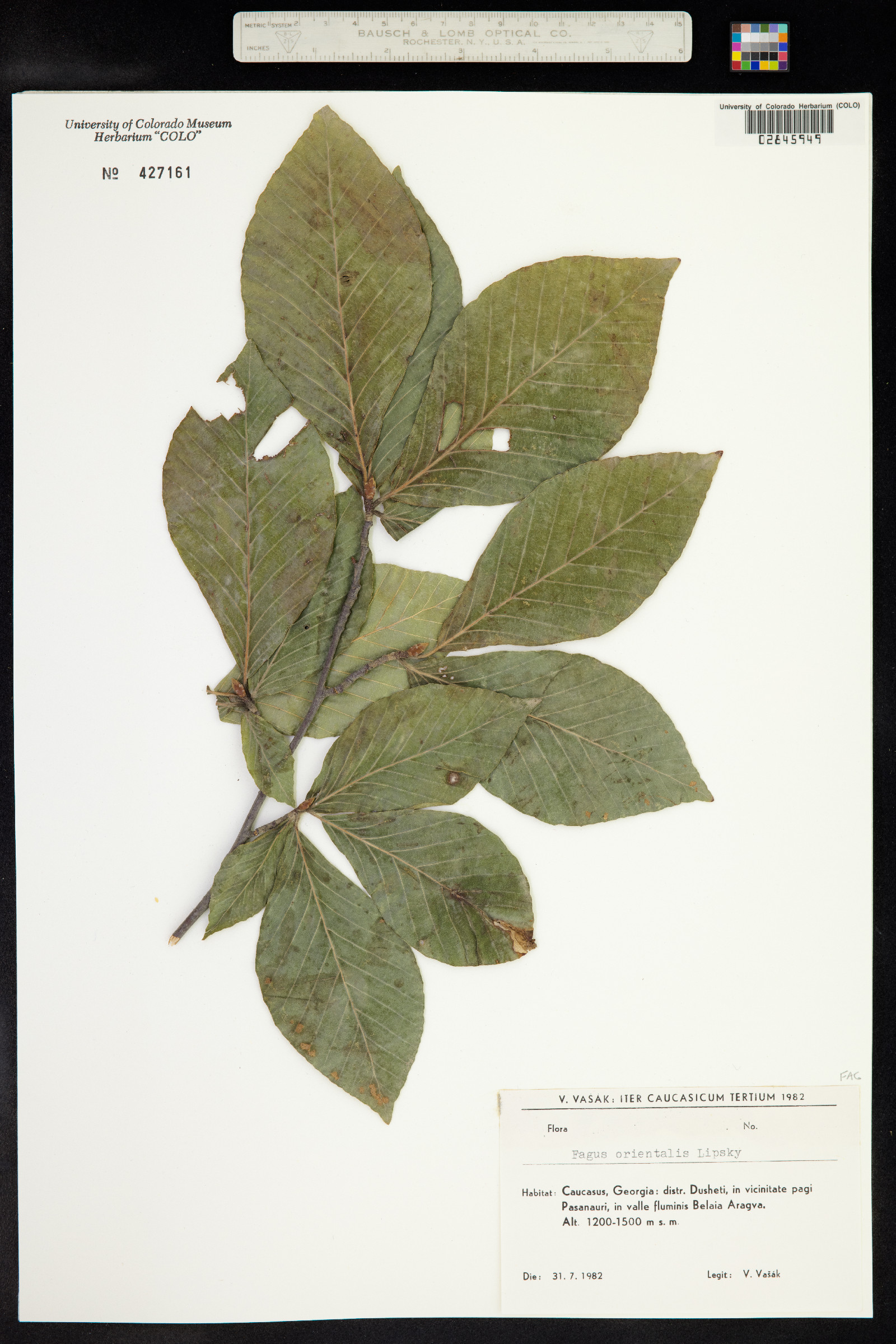 Fagus orientalis image