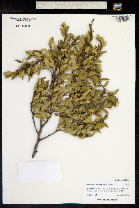 Nothofagus dombeyi image