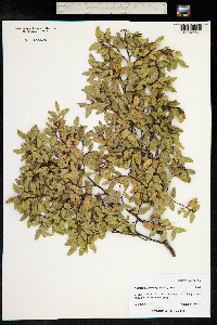 Nothofagus dombeyi image