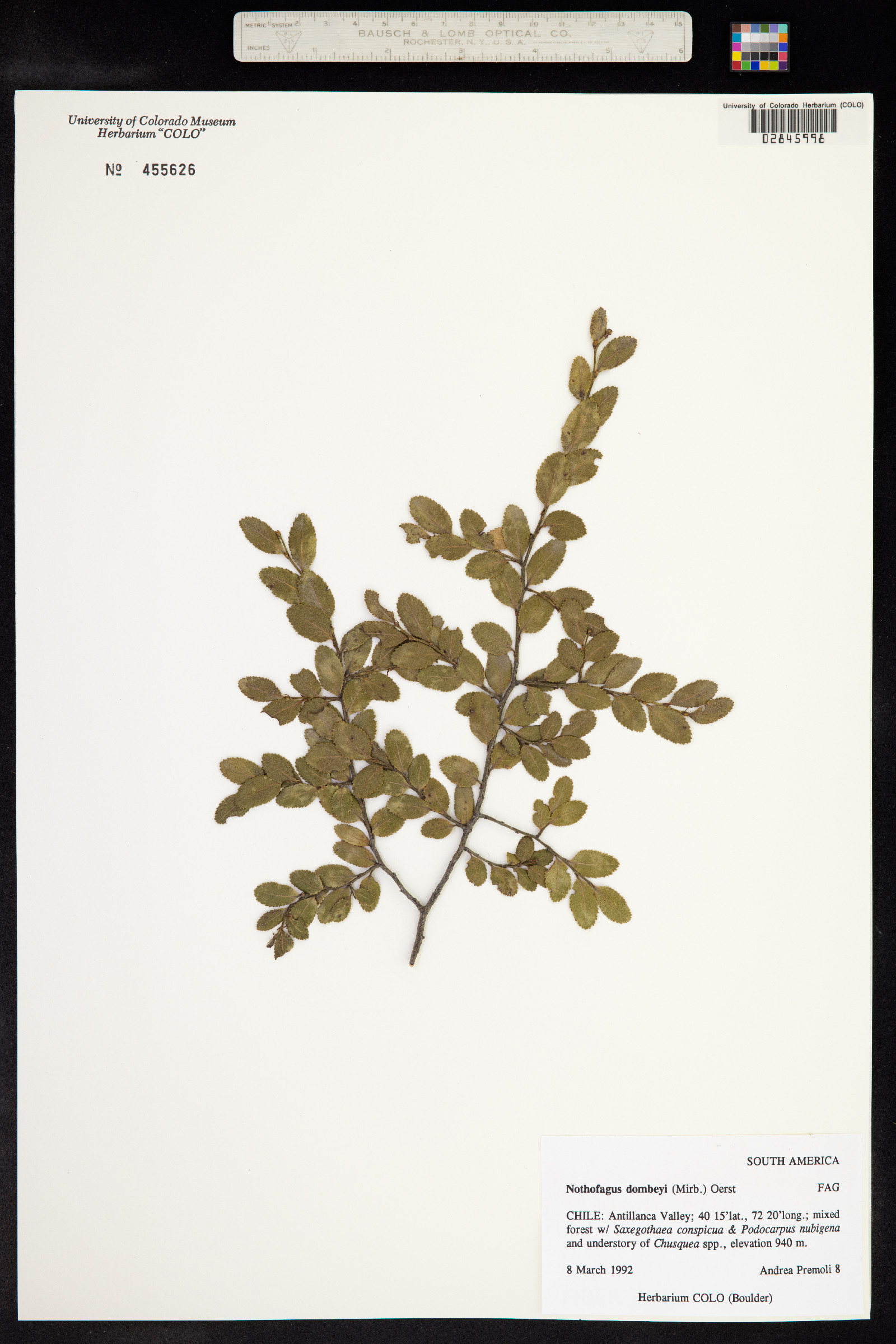 Nothofagaceae image