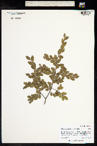 Nothofagus dombeyi image