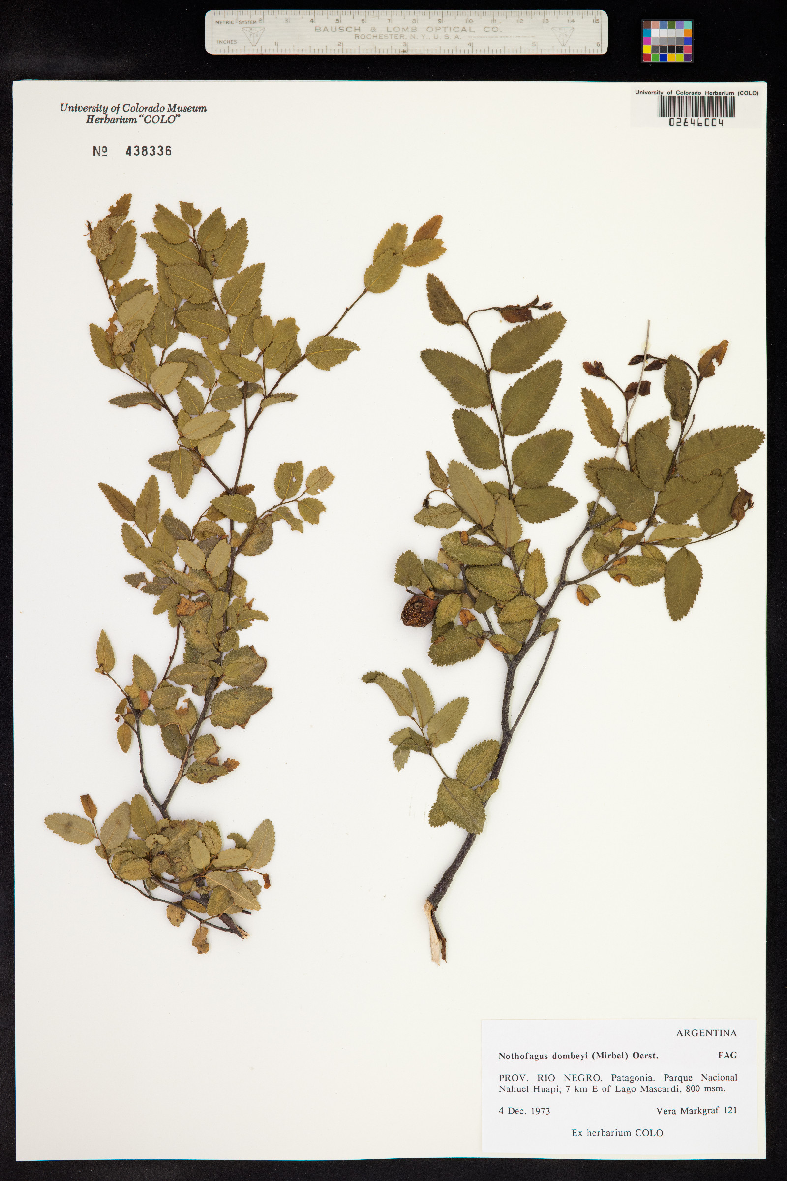 Nothofagus image