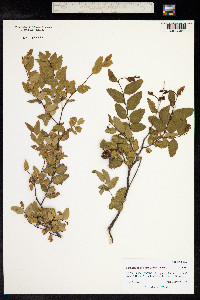 Nothofagus dombeyi image