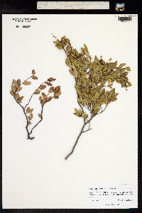 Nothofagus dombeyi image