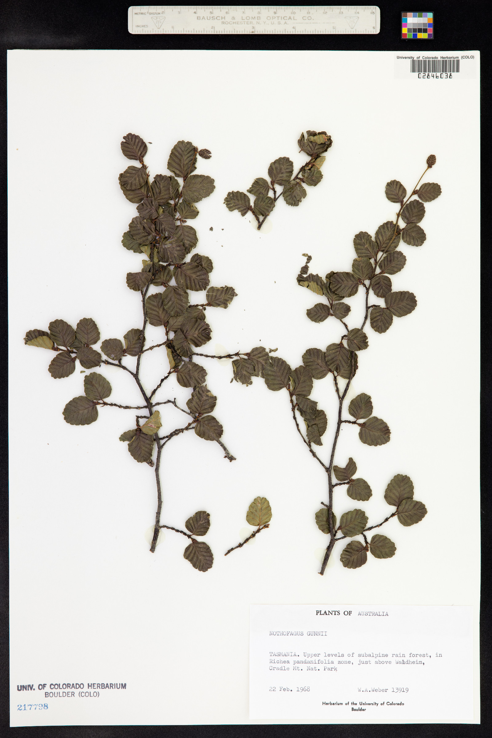 Nothofagus gunnii image