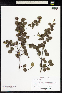 Image of Nothofagus gunnii