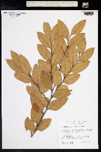 Nothofagus moorei image