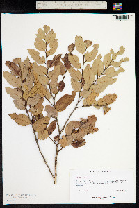 Nothofagus moorei image