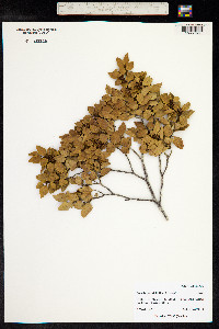 Nothofagus nitida image