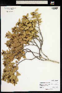 Nothofagus nitida image