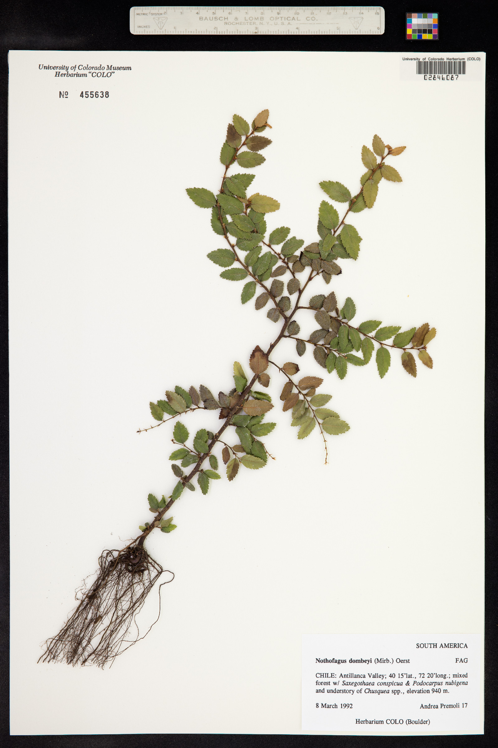Nothofagus dombeyi image
