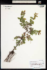 Image of Nothofagus dombeyi