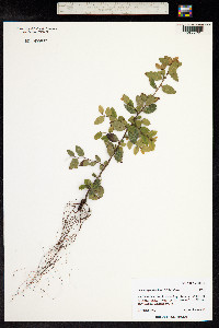 Nothofagus dombeyi image