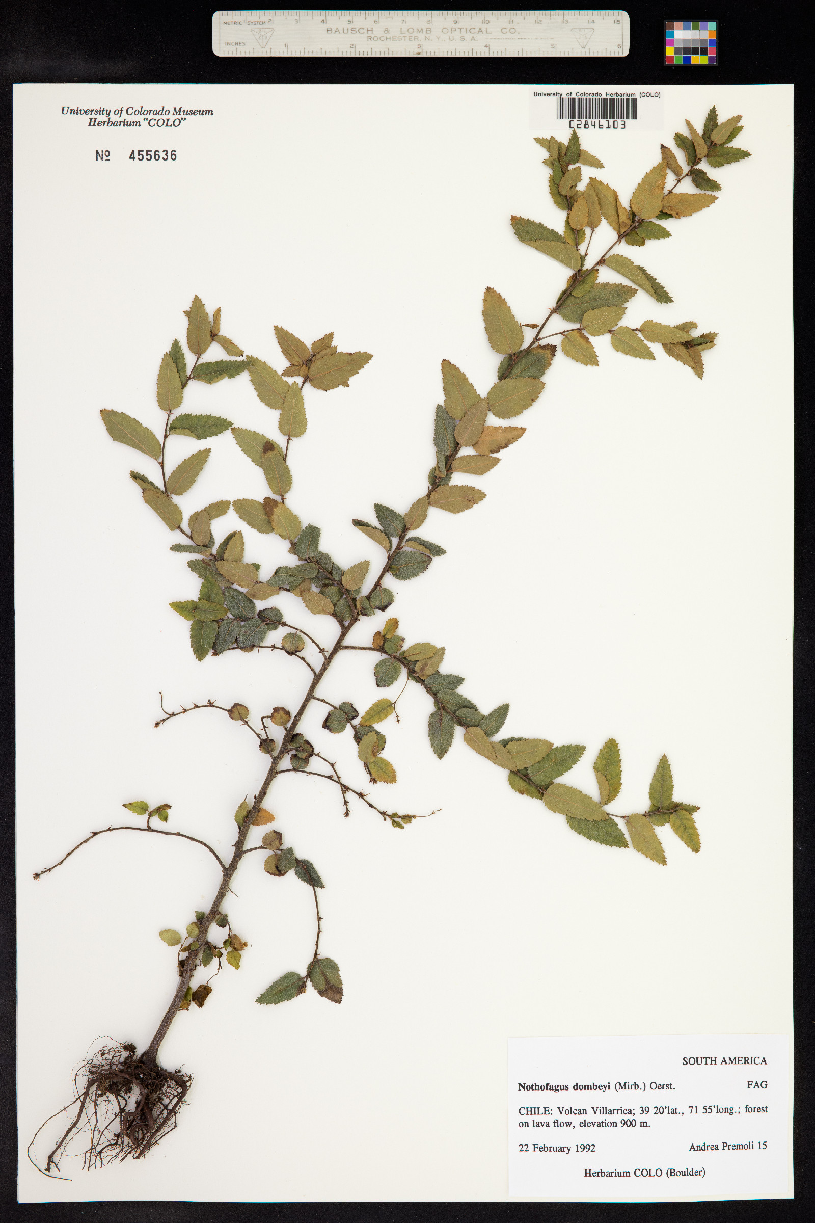 Nothofagus dombeyi image